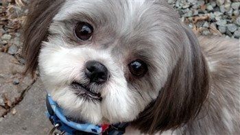 Adorable Shih Tzu Hair Styles